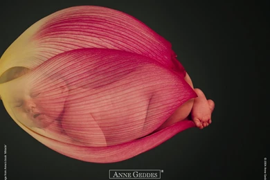 Anne Geddes Baby Photogaphy   Anne Geddes Babies, Flower Babies ...