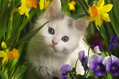 Cute Kitten Pics