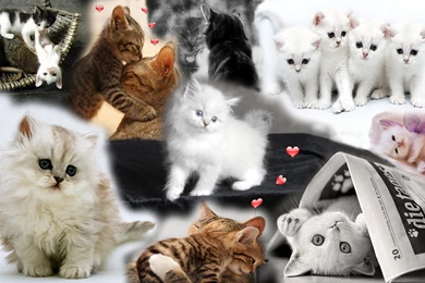 Kittens Wallpapers
