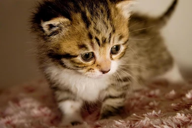 Cute Kitten Pics