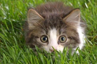 Kitten Pics Collection (47+)