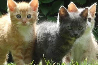 Cute Kittens Wallpapers