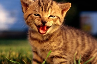 Cute Kittens HD Wallpapers 1920x1080 (05)