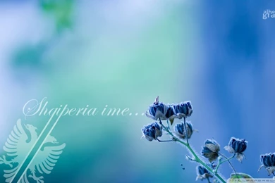 For Albanian Love HD Desktop Wallpapers : High Definition : Mobile