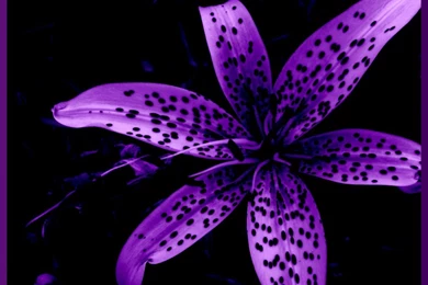 Super Awesome Set Of Abstract Black Themed Wallpapers 1dut (33 ...