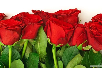 Rose Flowers Wallpaper: Flower Wallpapers Rose