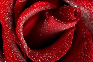 Desktop Hd Flower Rose Wallpapers 3d Hd Pictures.