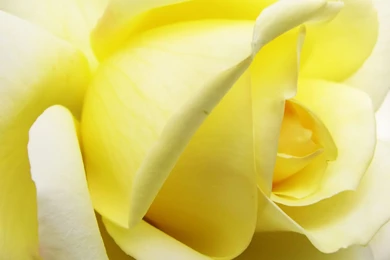 Desktop Wallpapers · Gallery · Nature · Golden Rose   Flowers ...