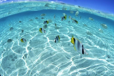 Fish In The Clear Water HD Widescreen Wallpape 4636 Hd Wallpapers ...