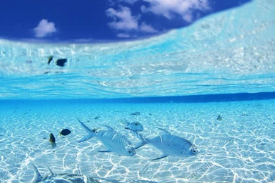 Crystal Clear Water Latest HD Wallpapers Free Download