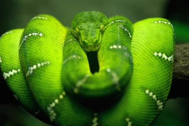 Desktop Green Snake Wallpapers Dowload