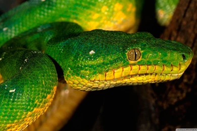 Green Snake HD Desktop Wallpapers : Widescreen : High Definition ...