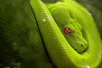 Wallpapers Snakes Green Snake Desktop Backgrounds 1024x768 ...