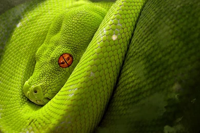 Animals Snake Green Snake (id: 175271) – BUZZERG