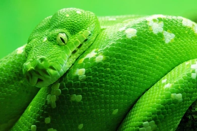 Snake Animals Green Snake HD Wallpapers, Desktop Backgrounds ...