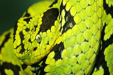 Zoos pisajes plantas etc: Snakes Wallpapers