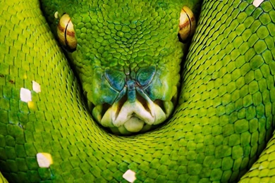 Green Snake 1280x1024 Wallpapers, 1280x1024 Wallpapers & Pictures ...