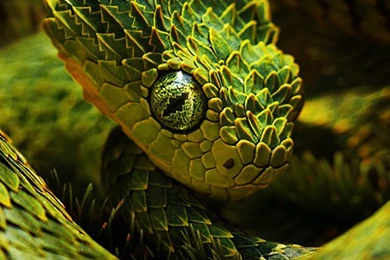 Green Snake iPhone 5 Wallpapers (640x1136)