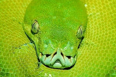 Snakes Green Snake Reptiles Hd Wallpapers   (