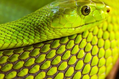 Green Snake Macro HD Desktop Wallpapers : High Definition ...