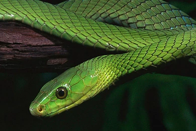 Green Snake HD Galaxy S6 Wallpapers