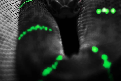 Green Snake iPhone 5 Wallpapers