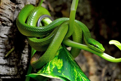Viper Green Snake Desktop Backgrounds HD 1920x1200