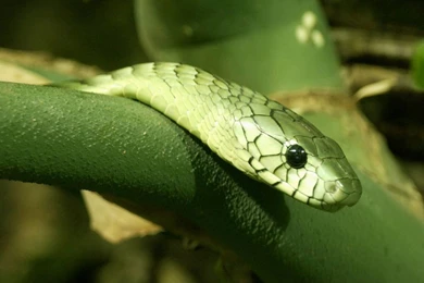 Green Reptiles Snake HD Wallpapers Download