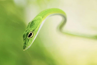 Green Snake Wallpaper,Snake Wallpapers HD Wallpaper,blur ...