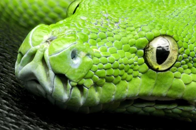 Green Snake Wallpapers 4K (4096x2160) Resolution   Wallpapers HD Pub