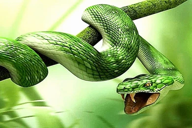 Green Snake 3D Ball Wallpapers Hd