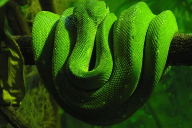 Animals Green Snake On A Branch Snake HD Wallpapers, Desktop ...