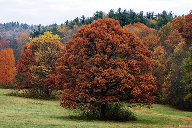 Free Wallpapers   Free Nature Wallpapers   HD Landscape 4 Wallpapers ...