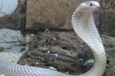 Download Cobra Snake Wallpaper Images