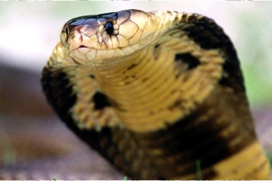 Snake Wallpapers Android Apps On Google Play