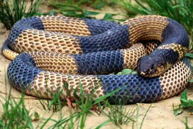 Beautiful Snakes Wallpapers