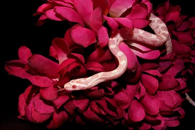 Pet Corn Snakes   Wallpaper.