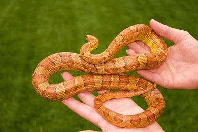 Pet Corn Snakes   Wallpaper.