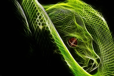 Desktop Brown Rat Snake Wallpapers