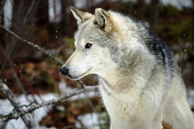 Gray Wolf Wallpapers Gray Wolf Images Free Cool Wallpapers 2 ...