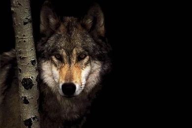 WOLF IN THE DARK WOODS WALLPAPER   (