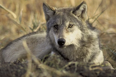 Gray Wolf