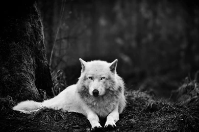 Set Of Gray Wolf Pics Pictures On Animal Picture Society
