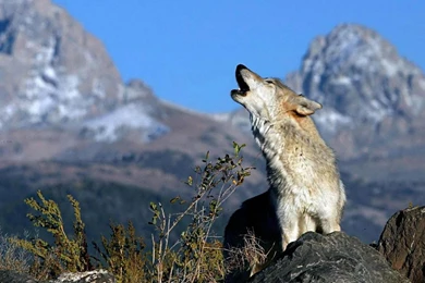 Wolf Animals Gray Wolf HD Wallpapers, Desktop Backgrounds, Mobile ...