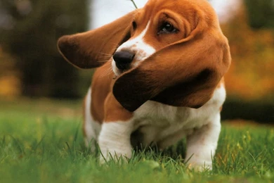 Basset Hound Wallpapers   Wallpapers Cave
