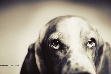 Basset Hound Wallpapers   Wallpapers Cave
