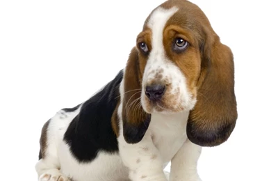 Basset Hound Wallpapers Desktop