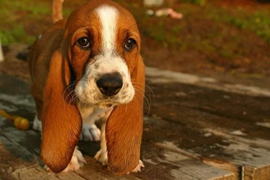 Basset Hound Sleeping Wallpaper.