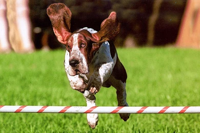 Basset Hound Jumping   Wallpaper.