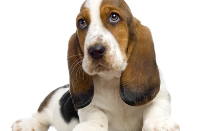 Basset Hound Dogs Wallpapers   HD Wallpapers